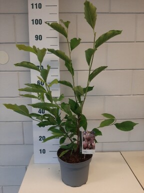 Magnolia soulangeana busk 50-80 cm
