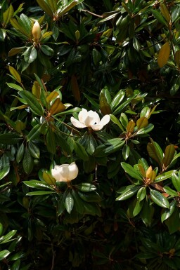 Magnolia grandiflora C7,5 100-125