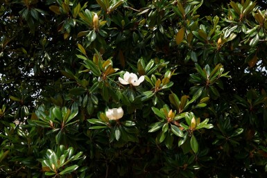 Magnolia grandiflora C7,5 100-125