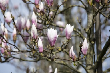 Magnoliatræ Magnolia 'Heaven Scent' busk 50-80 C5 Magnolia 'Heaven Scent' busk 50-80 cm
