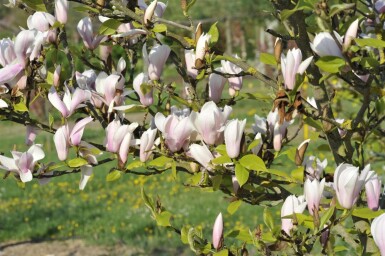 Magnoliatræ Magnolia 'Heaven Scent' busk 50-80 C5 Magnolia 'Heaven Scent' busk 50-80 cm