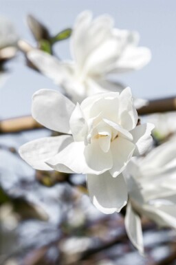 Magnolia loebneri 'Merrill' C3 40-60