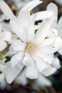 Magnolia stellata busk 60-80 cm