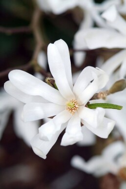 Magnolia stellata busk 60-80 cm
