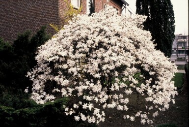 Magnolia stellata busk 60-80 cm