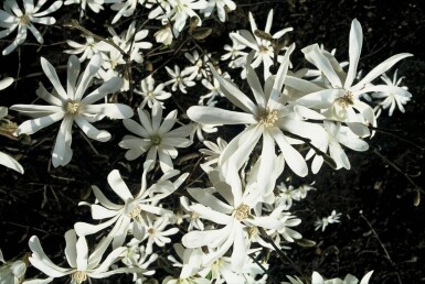 Magnolia stellata busk 60-80 cm