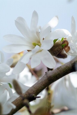 Magnolia stellata busk 60-80 cm