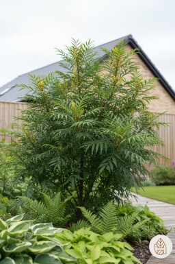 Mahonia eurybracteata 'Soft Caress' busk 25-30 cm
