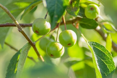 Malus 'Evereste' C10 80-100