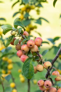 Malus 'Evereste' C10 80-100