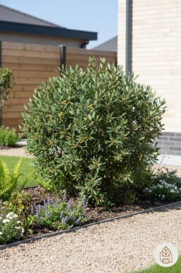 Myrica gale busk 25-30 cm