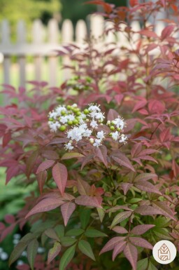 Nandina domestica busk 40-50 cm