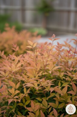 Nandina domestica 'Gulfstream' busk 25-30 cm