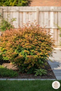 Nandina domestica 'Gulfstream' busk 35-40 cm