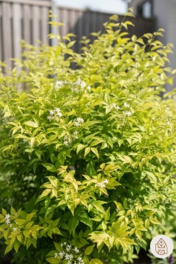 Nandina domestica 'Lemon and Lime' busk 20-25 cm