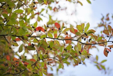 Sorttupelotræ Nyssa sylvatica busk 100-125 C20 Nyssa sylvatica busk 100-125 cm