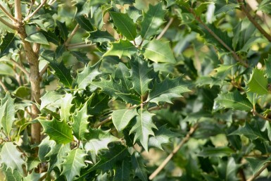 Osmanthus heterophyllus C3 40-50