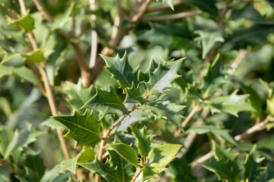 Osmanthus heterophyllus C3 40-50