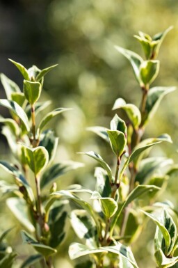 Djævletræ Osmanthus heterophyllus 'Variegatus' busk Osmanthus heterophyllus 'Variegatus' busk