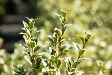 Djævletræ Osmanthus heterophyllus 'Variegatus' busk Osmanthus heterophyllus 'Variegatus' busk