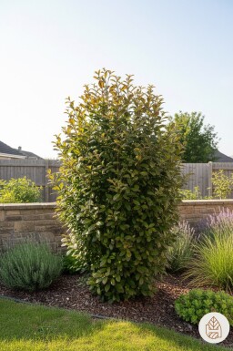 Parrotia persica 'Persian Spire' busk 40-60 cm