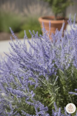Perovskia atriplicifolia 'Little Spire' busk 30-40 cm
