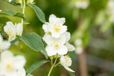 Philadelphus coronarius C7,5 60-80