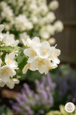 Philadelphus 'Lemoinei' busk 40-50 cm