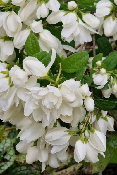Philadelphus 'Snowbelle' C3 40-60