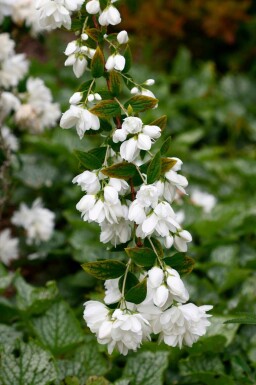 Philadelphus 'Snowbelle' C3 40-60