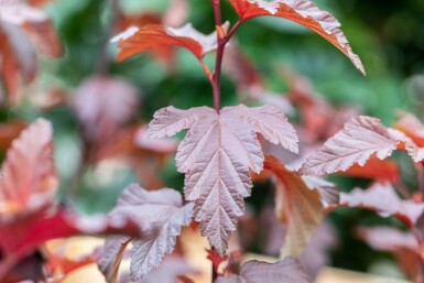 Physocarpus opulifolius 'Little Angel' C3 40-50