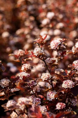 Physocarpus opulifolius 'Little Angel' C3 40-50