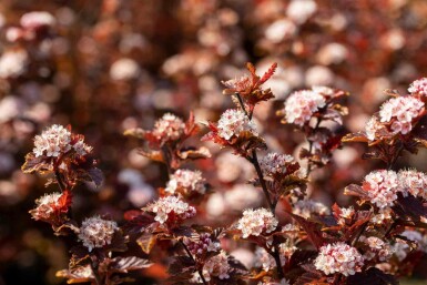 Physocarpus opulifolius 'Little Angel' C3 40-50