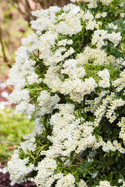Pieris japonica 'Debutante' C5 30-40