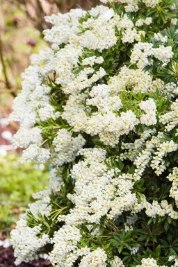 Pieris japonica 'Debutante' C5 30-40