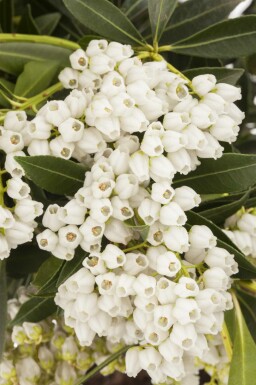 Pieris japonica 'Debutante' C5 30-40