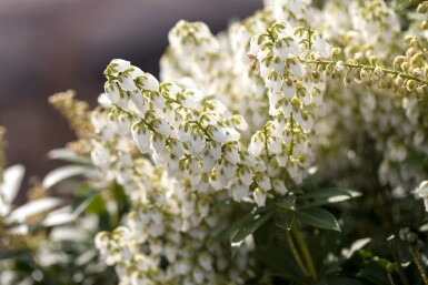 Pieris japonica 'Debutante' C5 30-40