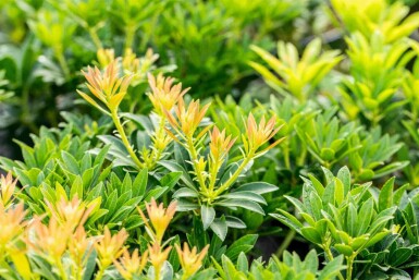 Pieris japonica 'Debutante' C5 30-40
