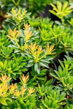 Pieris japonica 'Debutante' C5 30-40