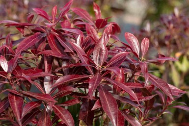 Pieris japonica 'Katsura' C5 30-40