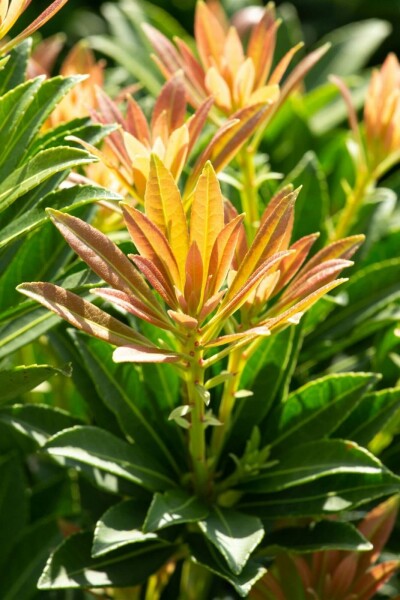 Pieris japonica 'Little Heath Green' C7,5 40-50