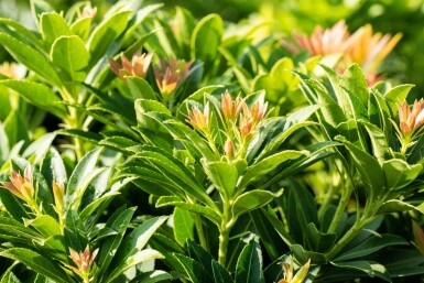 Pieris japonica 'Little Heath Green' C7,5 40-50