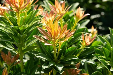 Pieris japonica 'Little Heath Green' C7,5 40-50