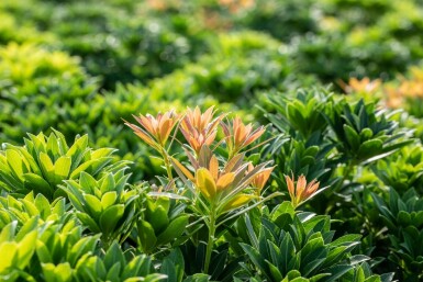 Pieris japonica 'Little Heath Green' C7,5 40-50