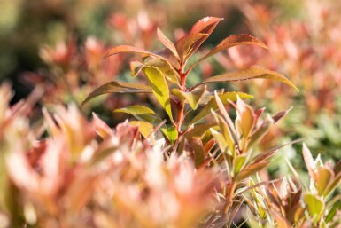 Pieris japonica 'Little Heath Green' C7,5 40-50