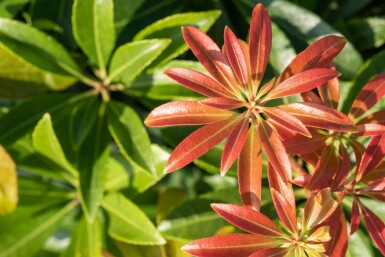Pieris japonica 'Little Heath Green' C7,5 40-50