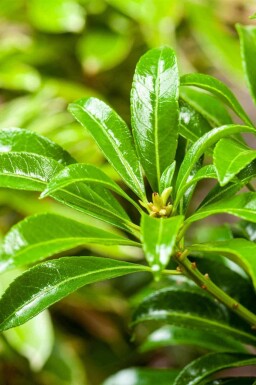 Pieris japonica 'Passion' C3 25-30
