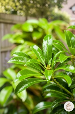 Pieris japonica 'Passion' busk 25-30 cm