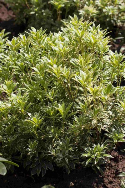 Pieris japonica 'Variegata' C3 20-25
