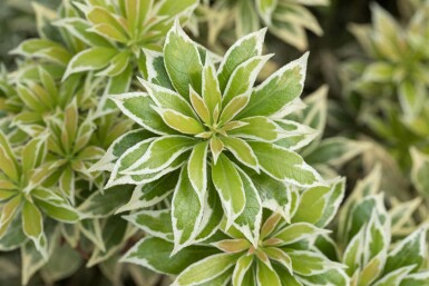 Pieris japonica 'Variegata' C3 20-25